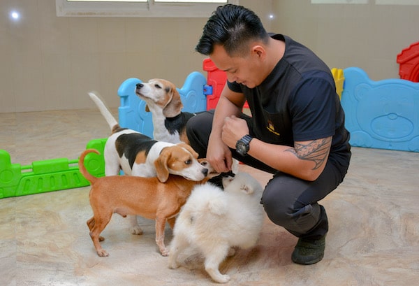 Pet Boarding in Dubai